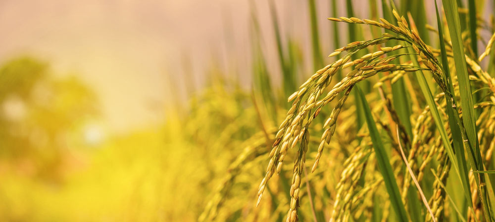 Rice field at North Thailand, nature food background